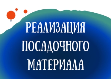 Реализация посадочного материала в осенний период 2023 г.