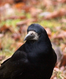 Вестники весны