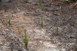 В национальном парке прошло лесовосстановление