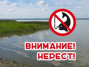 Внимание, нерест! 