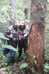 Проведено обследование участков леса.