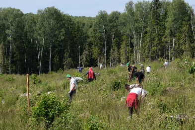 Лесовосстановление руками волонтеров.