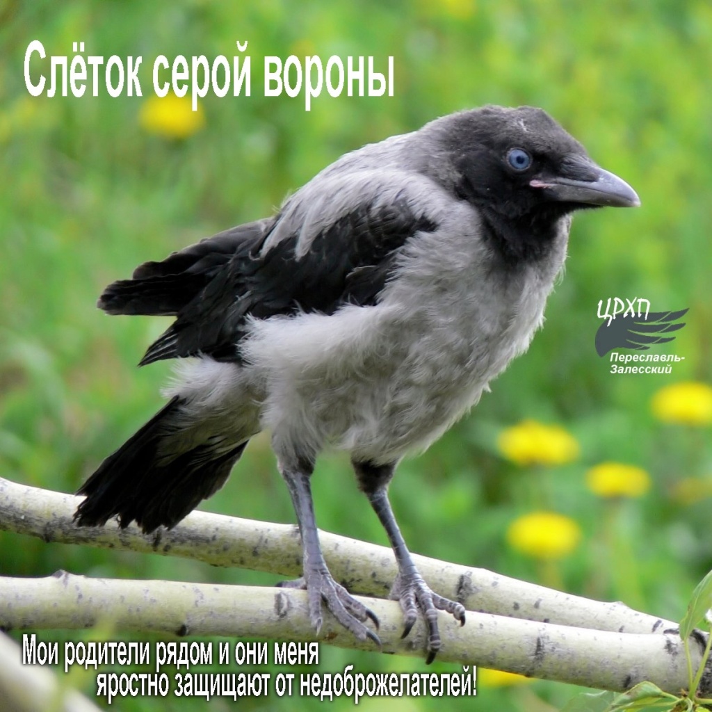 слеток серой вороны.jpg