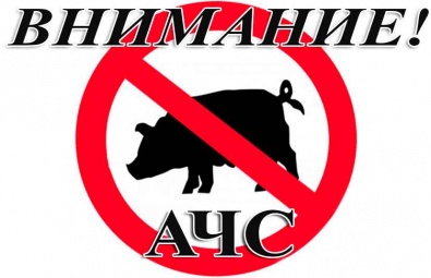 Внимание! Африканская чума свиней (АЧС)!
