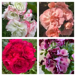 Клуб «Садовая Мастерская» в дендрологическом саду им. С.Ф. Харитонова