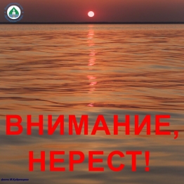 Сроки запрета на спортивный и любительский лов рыбы