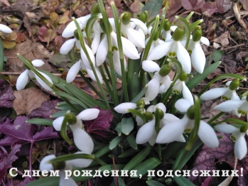 День подснежника