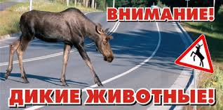 Автолюбители, будьте бдительны!
