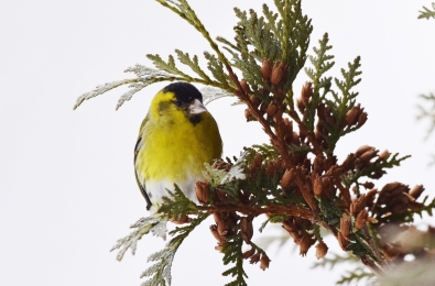 Чиж (Spinus spinus) 