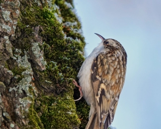 Обыкновенная пищуха (Certhia familiaris) 