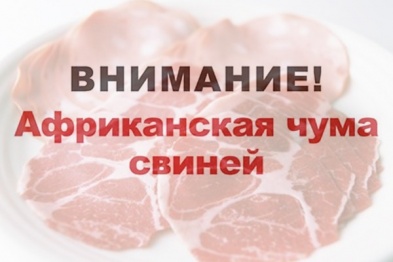 Внимание! Африканская чума свиней!