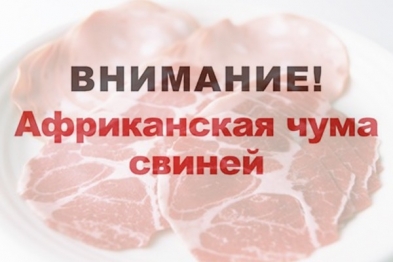 Внимание! Африканская чума свиней!