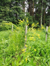 Дрок краси́льный Дрок краси́льный