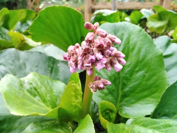 Растения аптекарского огорода: Бадан толстолистный (Bergenia crassifolia) Растения аптекарского огорода: Бадан толстолистный (Bergenia crassifolia)