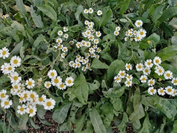 Растения аптекарского огорода – бальзамическая пижма (Tanacetum balsamita) Растения аптекарского огорода – бальзамическая пижма (Tanacetum balsamita)