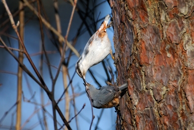 Обыкновенный поползень (Sitta europaea)