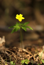 Национальным парком объявлен фотоконкурс "Первоцветы" Национальным парком объявлен фотоконкурс "Первоцветы"