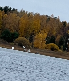 Лебеди на озере