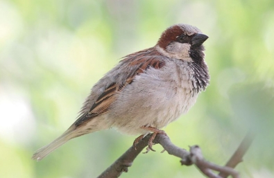 Домовый воробей (Passer domesticus)