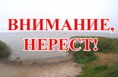 ВНИМАНИЕ, НЕРЕСТ! ВНИМАНИЕ, НЕРЕСТ!