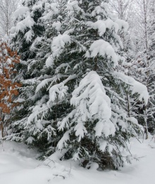 В защиту хвойных насаждений!
