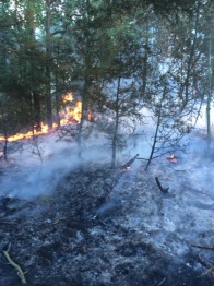 Новые штрафы за нарушение правил пожарной безопасности в лесах