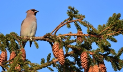 Свиристель (Bombycilla garrulus) 