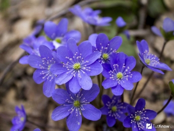Hepatica nobilis Schreb. - печеночница благородная, или перелеска