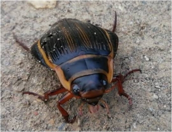 Знакомьтесь - Dytiscus latissimus