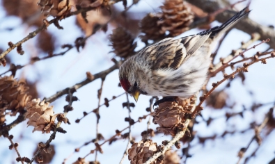 Обыкновенная чечетка (Acanthis flammea)