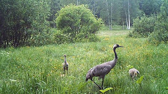 Кадр PICT0412 (00-00-20.633).jpg