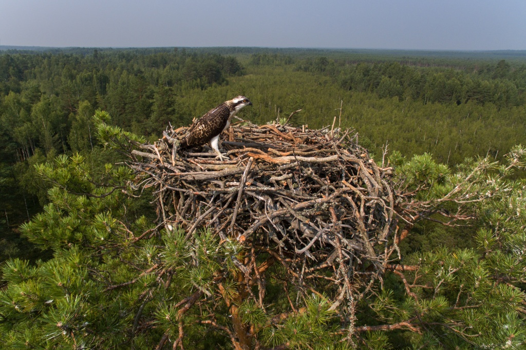 Краснокнижная скопа в гнезде.jpg