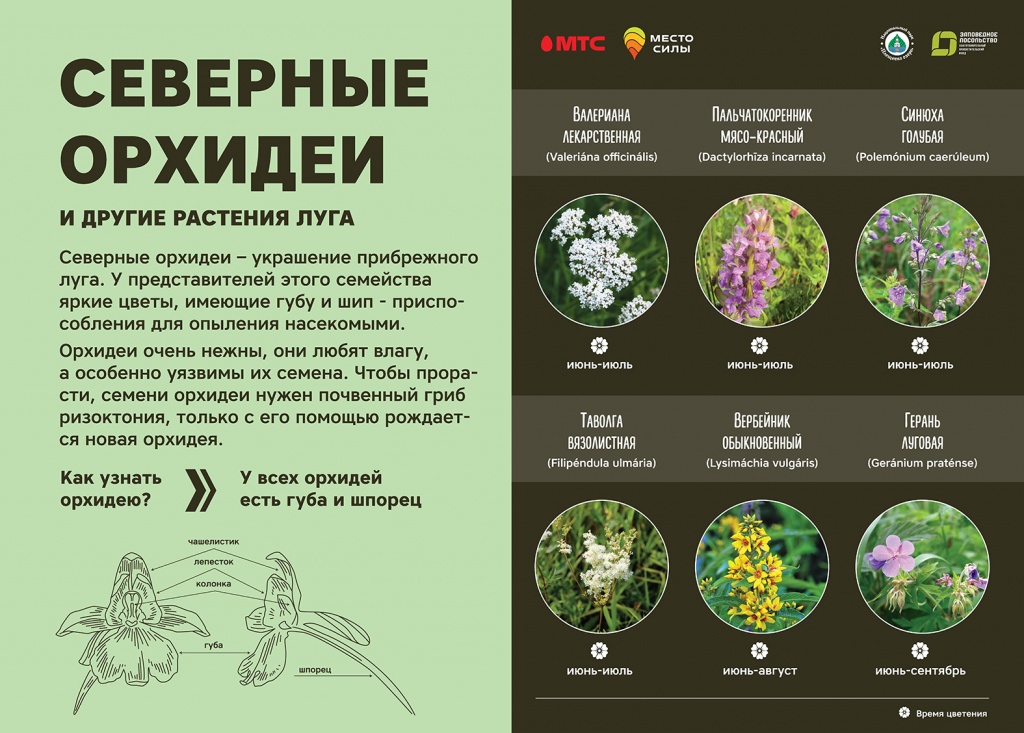 Орхидеи 700х500.jpg