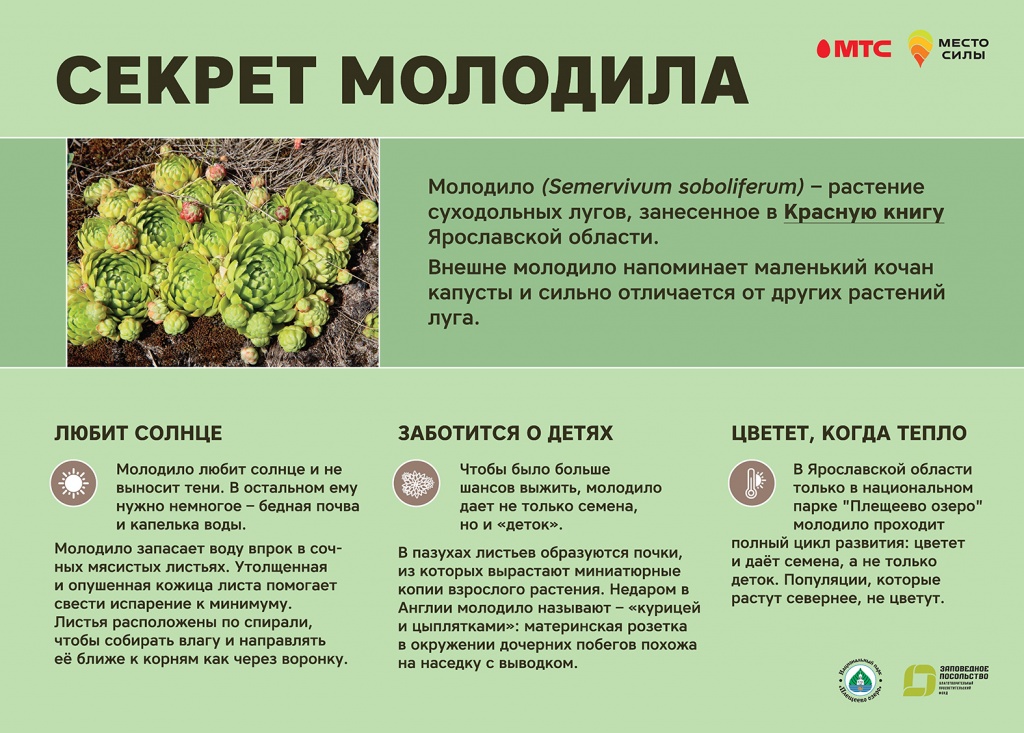 Молодило 700х500.jpg