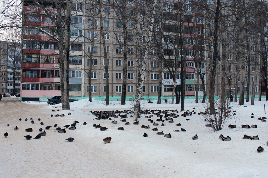 Утиные пруды_6219 - Ю Горбунова.jpg