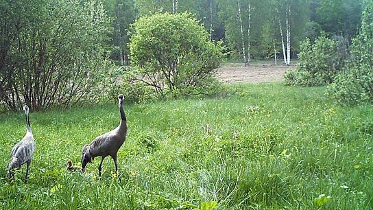 Кадр PICT0004 (00-00-13.733).jpg