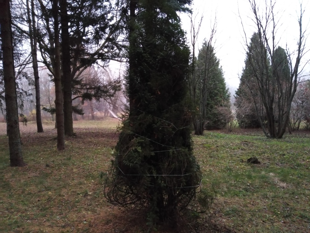 IMG_20201113_075158.jpg